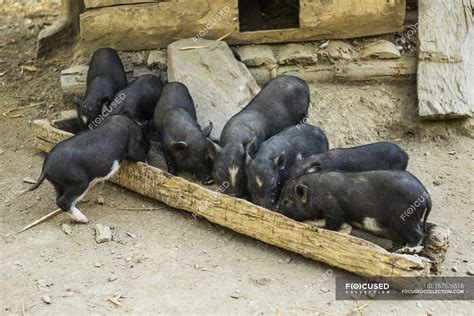 Pigs feeding trough — backdrop, daylight - Stock Photo | #167576516