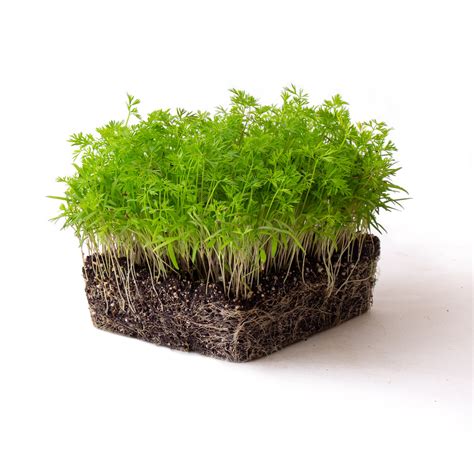 Dill Microgreen Seeds – CityFarm Malaysia - The Urban Farming Expert