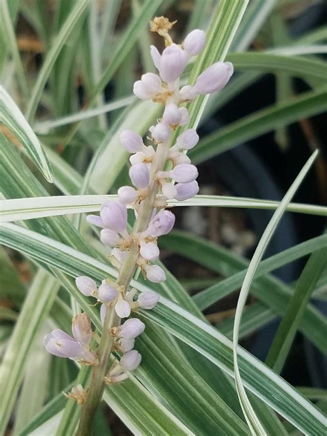 Liriope spicata 'Silver Dragon’ (Variegated Creeping Lily Turf Selection)