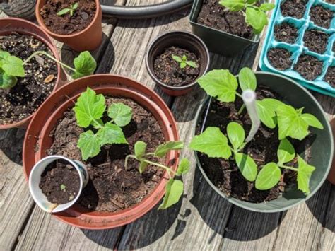 Hardening Off Plants: Don't Make These 7 Beginner Mistakes! - Bunny's Garden