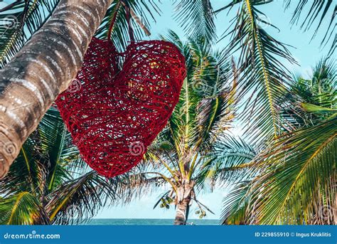 Red Heart Shape Decor Hanging on Coconut Tree in Front of Sea Stock ...