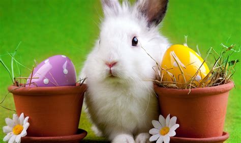 30+ Funny Easter bunny Pictures and Images