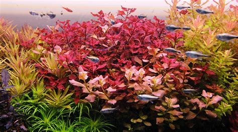 How to grow Ludwigia sp. red (Ludwigia super red) - The 2Hr Aquarist