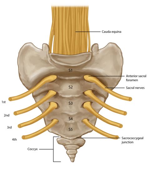 Coccyx Injection | Coccyx Pain Treatment | Pain Spa, Bristol, UK