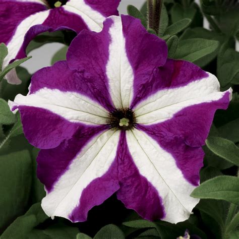 TriTunia™ Purple Star | Syngenta Flowers