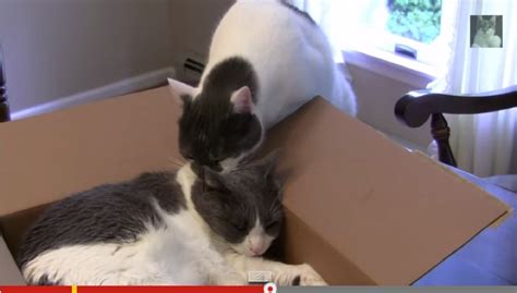 VIDEO: CAT LOVE BITES | The Catnip Times