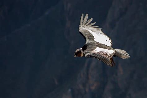 Giant Andean Condor Can Fly Without Flapping Its Wings for Over 5 Hours