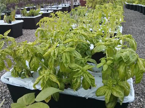 Young Urban Farmers Tip #219: Basil Harvest and Storage - Young Urban ...