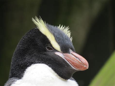 Species Focus: Yellow-Eyed Penguin