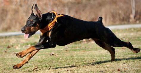 Doberman Protection Dogs | Doberman Family Protection Dogs | Prestige K9