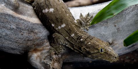 New Caledonian gecko | Smithsonian's National Zoo and Conservation ...