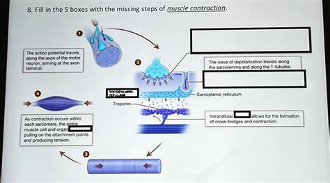 8. Fill in the 5 boxes with the missing steps of muscle contraction. The action potential ...