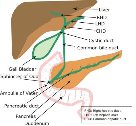 Ampulla of Vater - Wikipedia