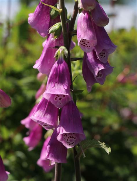 Heimischer Fingerhut - Digitalis purpurea - Baumschule Horstmann