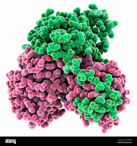 Human electron transfer flavoprotein. Computer model showing the structure of a human electron ...