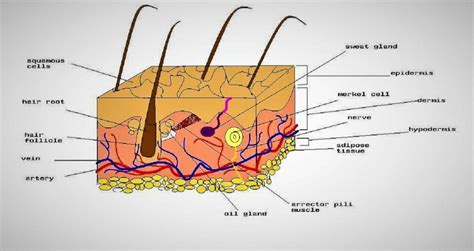 Dermis Diagram Labeled