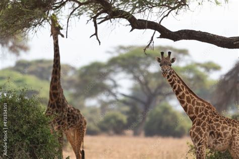 Giraffe in Kennya on safari, Africa. African artiodactyl mammal, the tallest living terrestrial ...