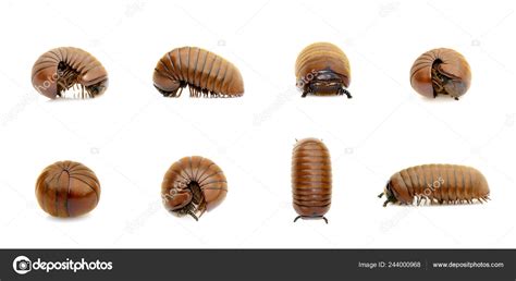 Millipede Larvae