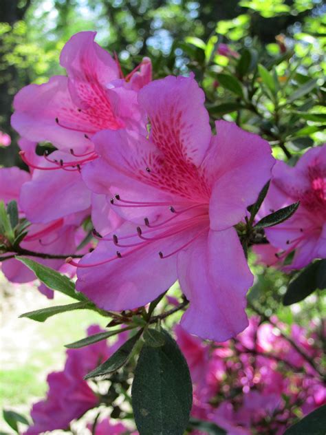 Woody Pink Flowering Shrub Identification / 14 Best Flowering Shrubs ...