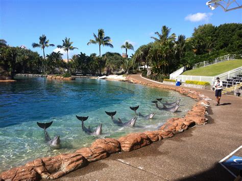 Animal Activists Sabotage SeaWorld Gold Coast's Dolphin Show