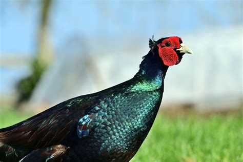 Melanistic Green Mutant pheasant Hatching Eggs for sale