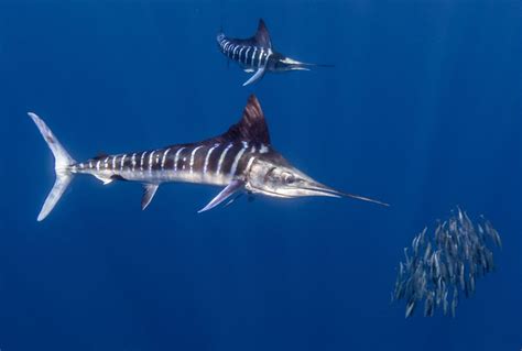 Marlin | Description, Size, & Facts | Britannica