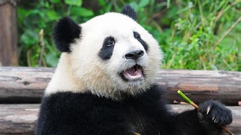 Panda / Grosser Panda Wwf Junior / A typical animal eats half the day—a full 12 out of every 24 ...