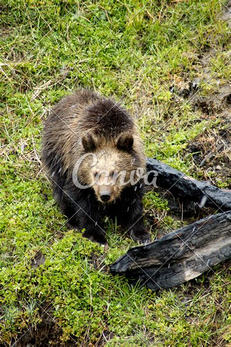 Grizzly Bear Cub Yellowstone National Park - Photos by Canva