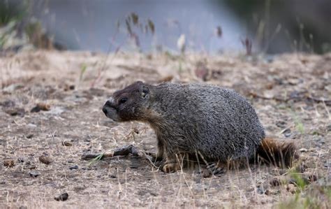 Premium Photo | Marmot in american nature landscape during cloudy day