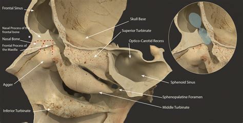 A 3D image of the lateral wall of the nose with the three turbinates... | Download Scientific ...