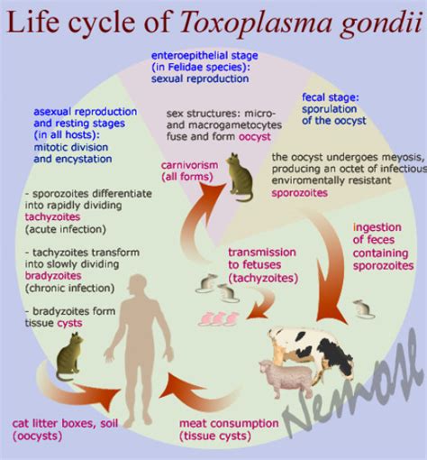 What Is Toxoplasmosis Symptoms Lyme Borreliosis - Riset