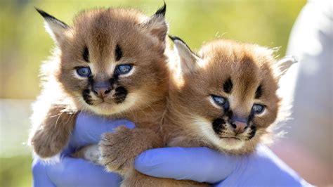 Wildcats: Rare Caracal kittens born at the Wild Cat Conservation Centre in Wilberforce | Daily ...