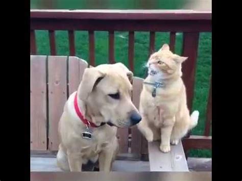 Cat Punching Dog - YouTube