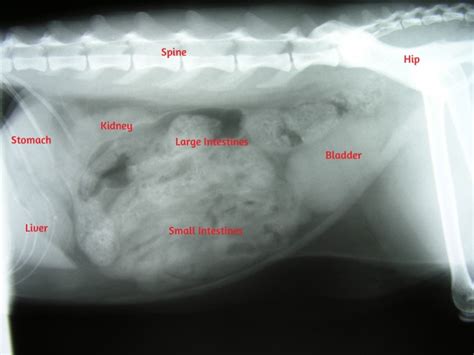 Laparoscopic Gastropexy (GDV Prevention) – Morgan Animal Hospital – Niagara Falls Veterinary Clinic