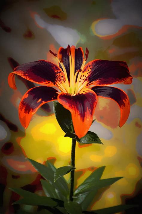 Orange An Purple Tiger Lily 1 Photograph by Sheri McLeroy