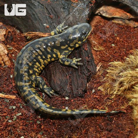 Eastern Tiger Salamanders For Sale - Underground Reptiles