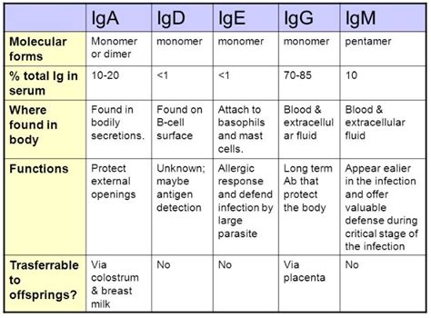 Antibody Structure & Isotypes - Creative Biolabs