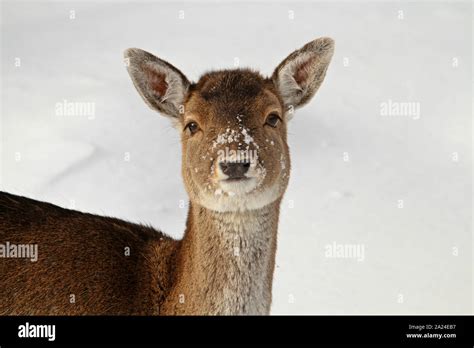 Deer in snow Stock Photo - Alamy