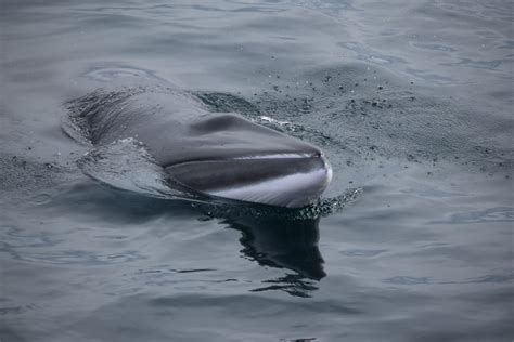 Whale Species in Iceland – Special Tours