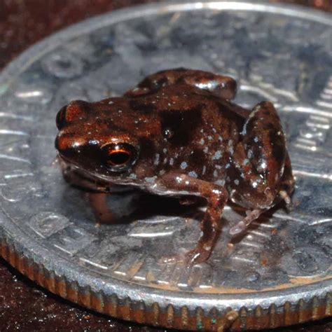 Tiny Frogs: The 12 Smallest Frogs in the World - A-Z Animals