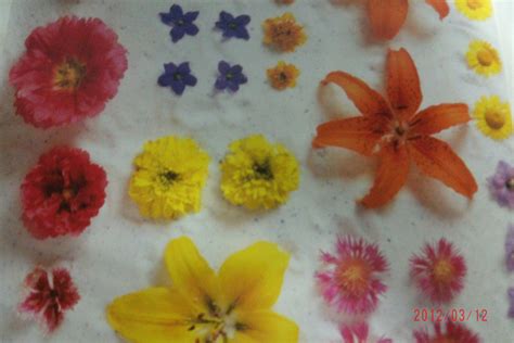 How to Preserve Flowers (6 Ways of Drying Flowers) - FeltMagnet