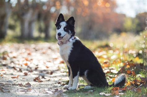 Premium Photo | Siberian laika dog