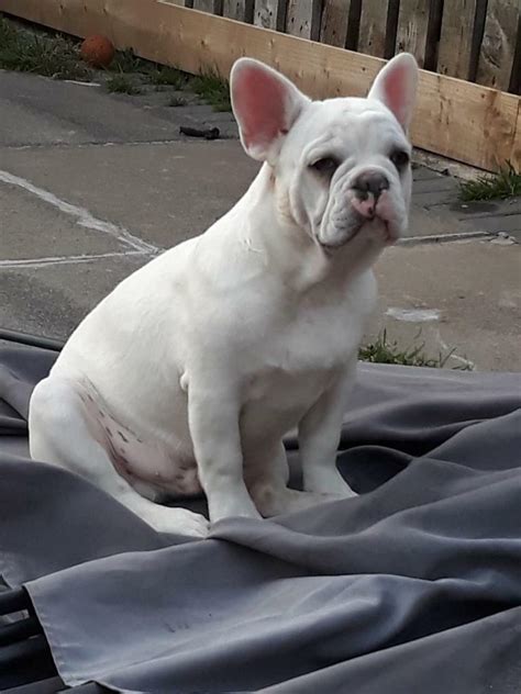 White French bulldog boy puppy | in Niddrie, Edinburgh | Gumtree