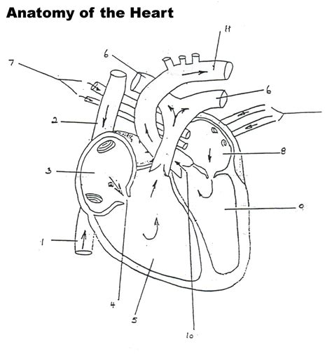 Human Heart Worksheet Blank | Heart diagram, Anatomy and physiology ...