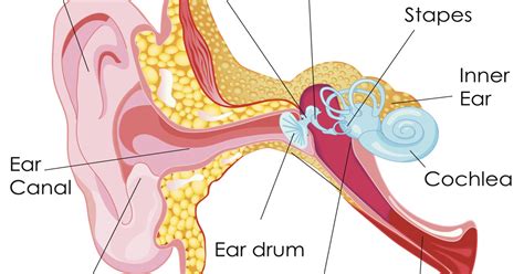 Health Question: How can I safely remove ear wax?