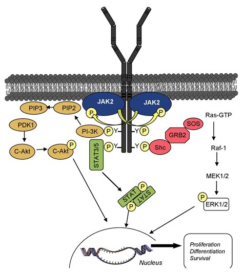 Principal signaling pathways activated by homodimeric cytokine ...