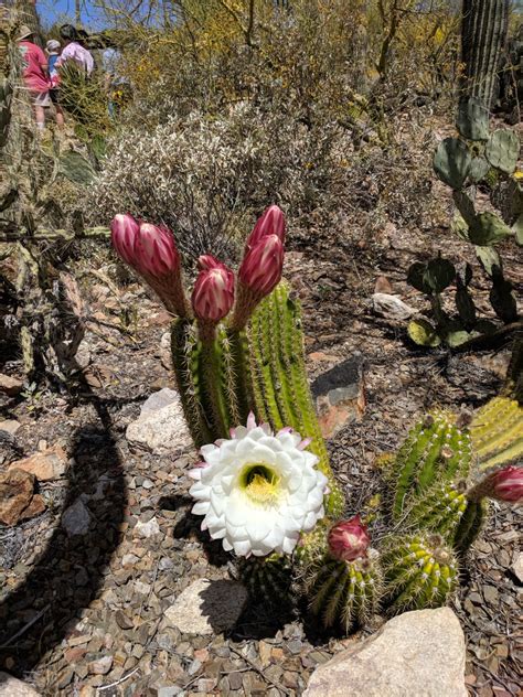 Tucson's Arizona-Sonora Desert Museum's Blooming Torch Cacti - WanderWisdom