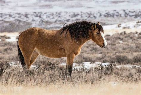 Buckskin horse | Wild mustang in snow | Horses in snow, Horses ...