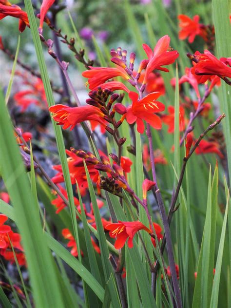 Crocosmia lucifer, Crocosmia, Companion planting