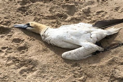 Dozens of dead birds found near Hayle Beach amid bird flu outbreak | ITV News West Country